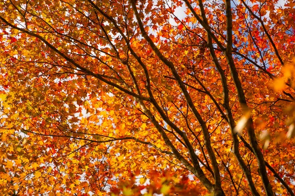 Красные Осенние Цвета Leaves Fukushima Япония — стоковое фото