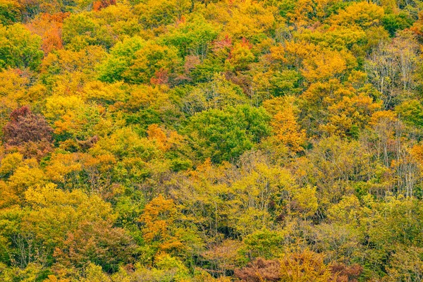 Красные Осенние Цвета Leaves Fukushima Япония — стоковое фото