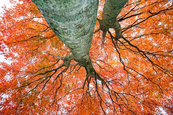 Cores Outono Vermelho Folhas Fukushima Japão — Fotografia de Stock