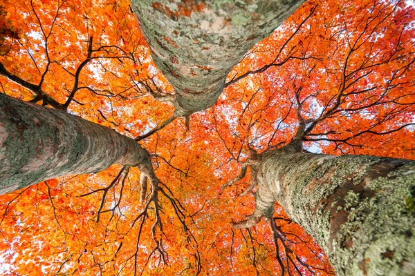 Höstfärger Röd Blad Fukushima Japan — Stockfoto