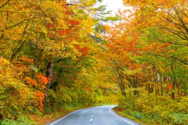 Sonbahar renklerinde yol kırmızı yapraklar Fukushima, Japonya