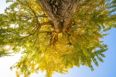 Sonbahar renkleri sarı Ginkgo Fukushima, Japonya 'dan ayrılıyor