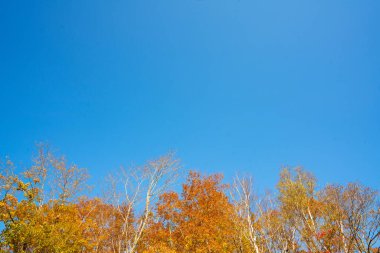 Sonbahar renklerine ek Kırmızı Yapraklar ve fotokopi alanı Fukushima, Japonya