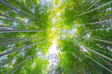 Japon arashiyama bambu ormanı, Kyoto, Japonya