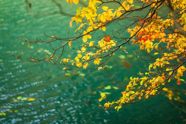 Herfst Kleuren Geel Bladeren Goshikinuma Meer Fukushima Japan — Stockfoto
