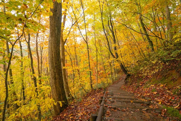 歩道秋の紅葉 福島県 — ストック写真