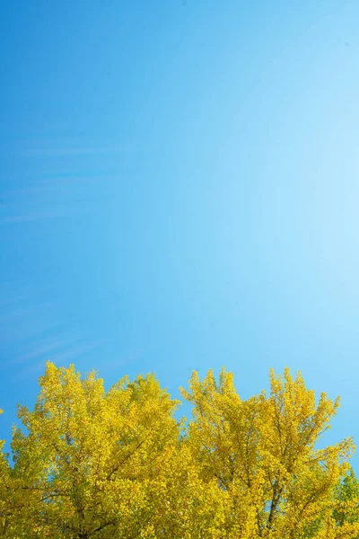 Cores Outono Amarelo Ginkgo Folhas Céu Espaço Cópia Fukushima Japão — Fotografia de Stock