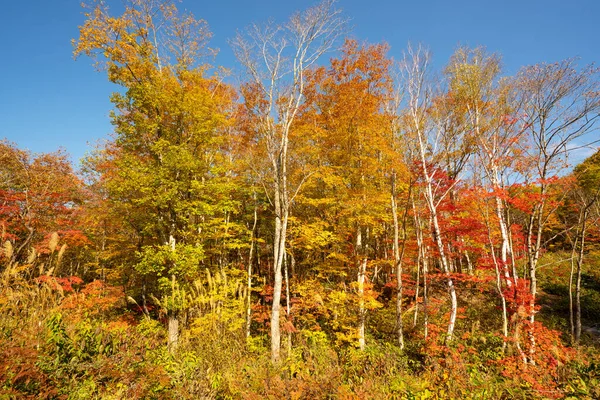 Herbstfärbung Rot Blätter Fukushima Japan — Stockfoto