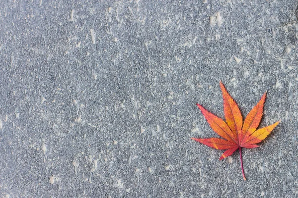 Ενιαία Κόκκινο Φύλλο Φθινόπωρο Στο Πάτωμα Του Δρόμου — Φωτογραφία Αρχείου