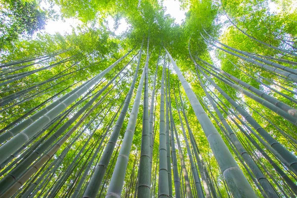 Arashiyama Foresta Bambù Giapponese Kyoto Giappone — Foto Stock