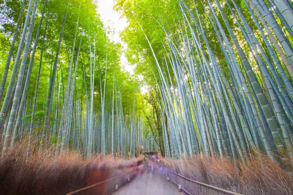 日本京都日山竹林 — 图库照片