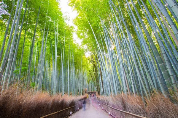 日本京都日山竹林 — 图库照片