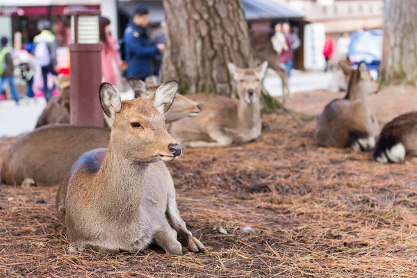 Geyik Nara Parkı, Japonya