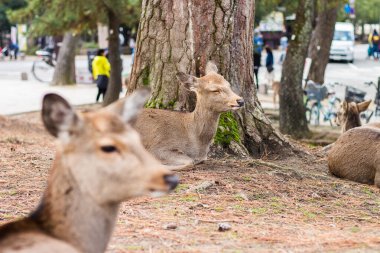 Geyik Nara Parkı, Japonya