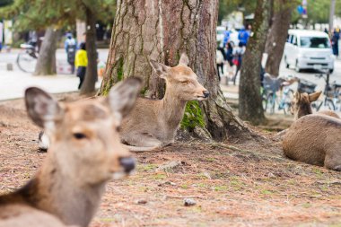 Geyik Nara Parkı, Japonya
