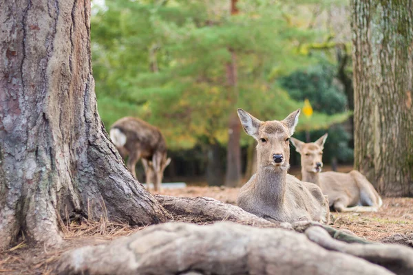 Hirsche Nara Park Japan — Stockfoto