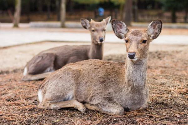 Cervi Nara Park Giappone — Foto Stock