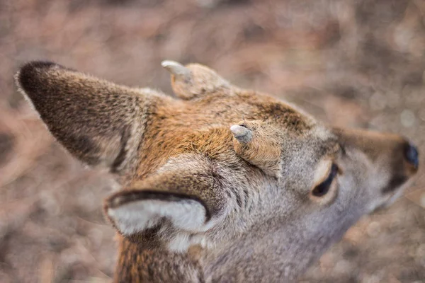 Cervi Nara Park Giappone — Foto Stock