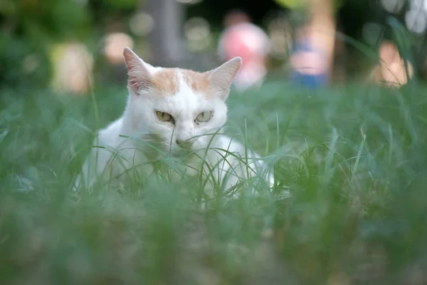 Söt Katt Våran Park — Stockfoto