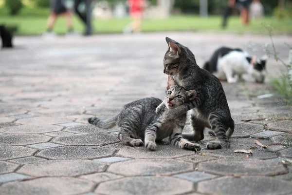 Carino Gatto Nel Nostro Parco Porta — Foto Stock