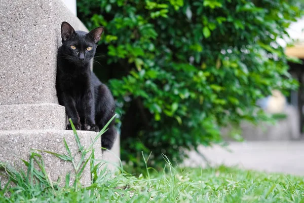 Ładny Kot Naszym Parku Drzwi — Zdjęcie stockowe