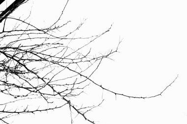 Ağaç izole arka plan üzerinde dallarda kurutulmuş