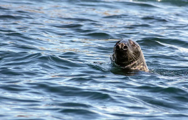 Grey Seal Sea Tresco Scilly Isles — Stock Photo, Image
