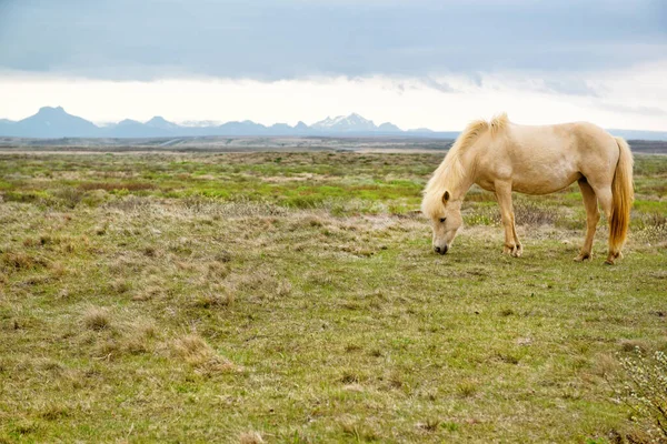 Τοπίο Όμορφο Icelandic Άλογο Βόσκει Γρασίδι Και Βουνά Ισλανδία — Φωτογραφία Αρχείου