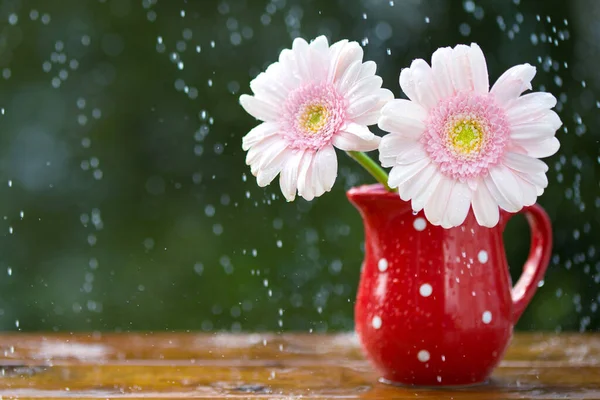 Roze Gerbera Madeliefje Bloemen Kruik Met Stippen Onder Regen Houten — Stockfoto