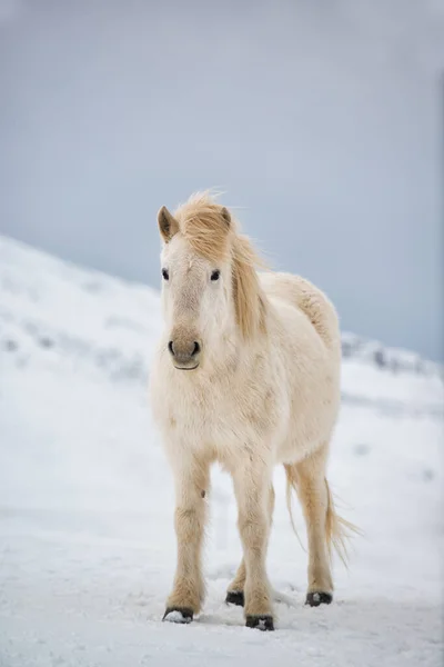 Islandzki Koń Śniegu Zimą Islandia — Zdjęcie stockowe
