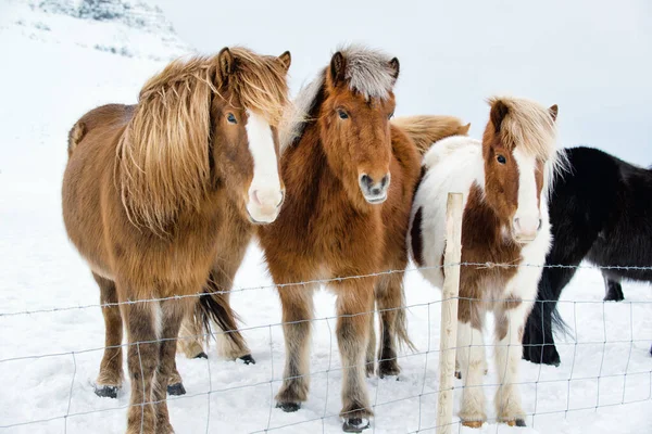 Vackra Islandshästar Den Snöiga Vintern Utomhus — Stockfoto