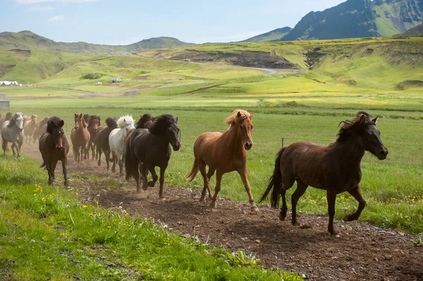 Cavalli Islandesi Galoppano Lungo Una Strada Paesaggio Rurale Islanda — Foto Stock