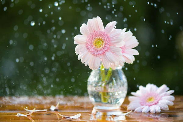 Roze Gerbera Madeliefje Bloemen Vaas Onder Regen Houten Tafel Buiten — Stockfoto