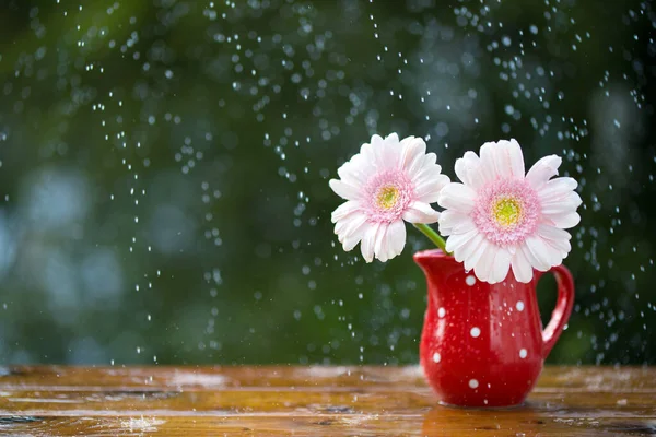 Roze Gerbera Madeliefje Bloemen Kruik Met Stippen Onder Regen Houten — Stockfoto