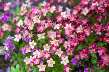 Güzel renkli yosunlar yağmurdan sonra çiçek açar, doğal çiçek arkaplanı, küçük bir tarla derinliği