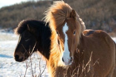 İzlanda atları kışın, İzlanda