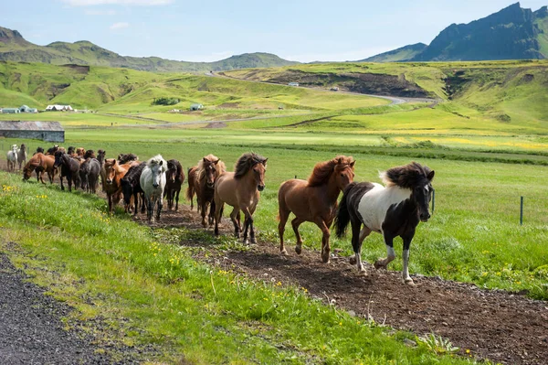 Islandshästar Galopperar Längs Väg Landsbygdslandskap Island — Stockfoto