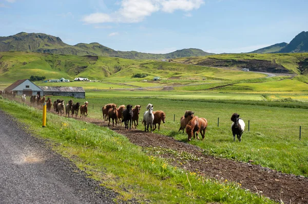 Islandshästar Galopperar Längs Väg Landsbygdslandskap Island — Stockfoto