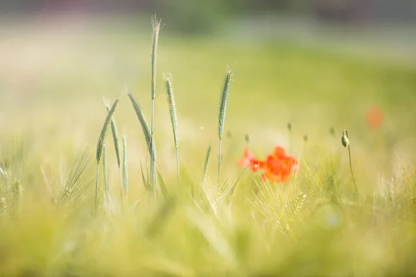 Oat plants and red poppy flowers in summer sunny field, blurred nature background