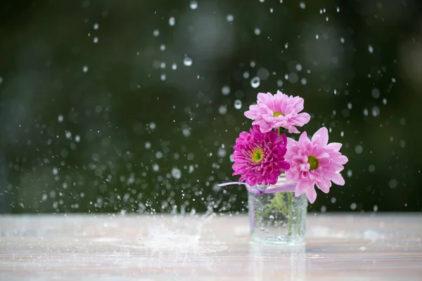 Rosa Chrysanthemenblüten Unter Dem Regen Selektiver Fokus — Stockfoto