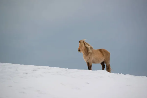 Ισλανδικό Άλογο Στέκεται Στο Χιόνι Ισλανδία — Φωτογραφία Αρχείου