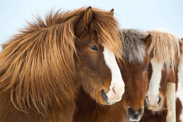 Icelandic Horses Winter Iceland — Stock Photo, Image