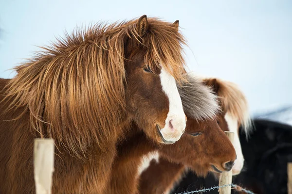 Portrait Icelandic Horse Winter Iceland — Stock Photo, Image