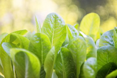 Bahçede yeşil marul yaprağı salatası. Doğal yeşil arka planı bulanık. Taze yeşil salata yaprakları.