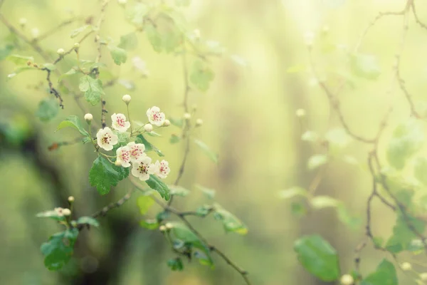 Blühender Baum Mit Weißen Blumen Frühling Floralen Abstrakten Hintergrund — Stockfoto