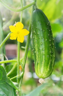 Gri ahşap arka planda taze meyve, çilek, yabanmersini ve ahududu.