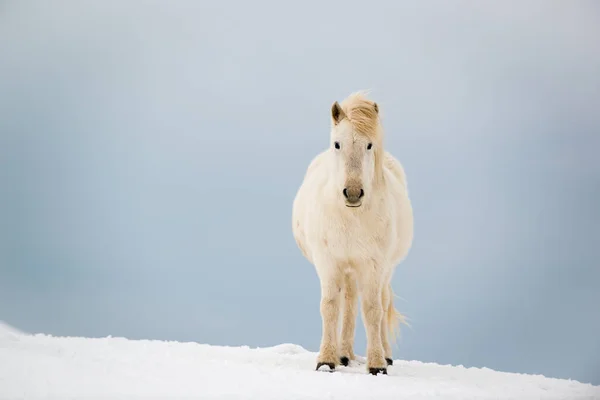 Ισλανδικό Άλογο Στο Χιόνι Χειμώνα Ισλανδία — Φωτογραφία Αρχείου