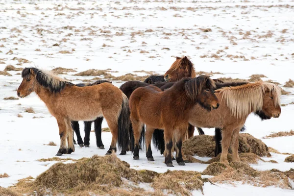 Cavalli Islandesi Crogiolano Uno Contro Altro Inverno Islanda — Foto Stock