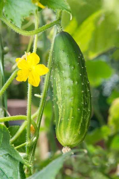 Fresh Green Growing Cucumber Yellow Flower Summer Garden Natural Background — Stock Photo, Image