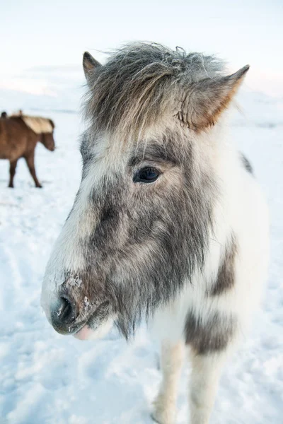 Islandshäst Stående Vitt Vinterlandskap Island — Stockfoto